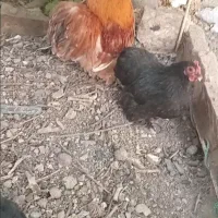 مرغ و خروس کوشین
