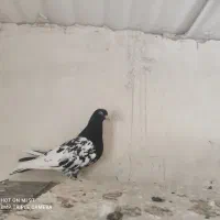 7تا کبوتر 4تا نر 3تا ماده