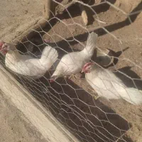 مرغ تخمگذار صنعتی