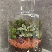 گیاه شیشه ای