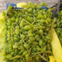 غوره جهت ابغوره