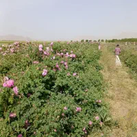 گل محمدی|خدمات باغبانی و درختکاری|شراء, |دیوار