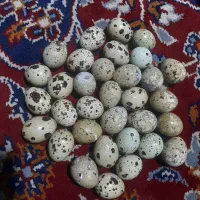 تخم بلدرچین