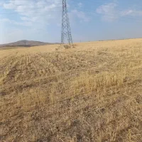 خریدار کاه دیم نزدیک ب الیگودرز