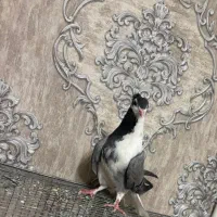 بدرنگ کاکلی ماده و مفلق