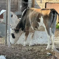 گاو|حراج|شوش, |دیوار