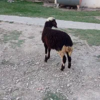 بره نر  افشار مخصوص در خانه نگه داشتن فی ۱۳/۲۰۰