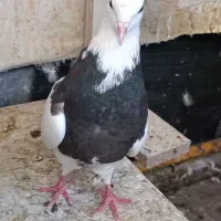 کبوتر طوقی