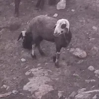 ورندیل بدون بره ۳۰ میلیون با بز کهر دار میزنم