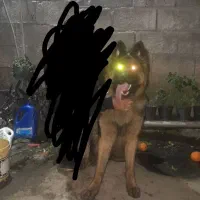 جهت جفت گیری