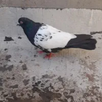 سینه سیاه نر