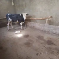 گاو نر