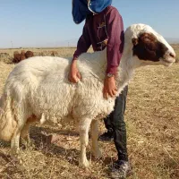بره قوچ هترو