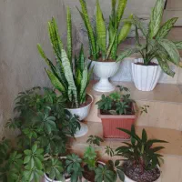 گلهای طبیعی