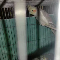 عروس هلندی