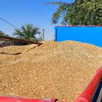 گندم درجه یک
