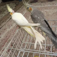 جوجه عروس هلندی
