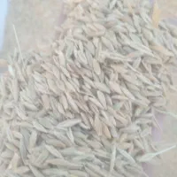 جو محلی