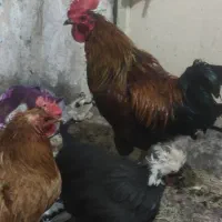 مرغ و خروس
