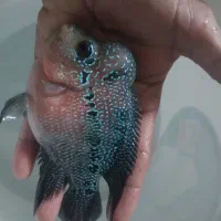 ماهی جفت تضمینی فلاور