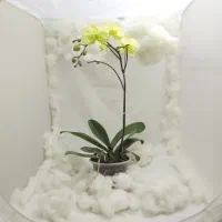 گل ارکیده 12000تایکجا عمده