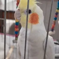 عروس هلندی جفت بالغ