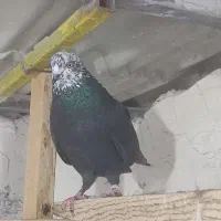 زاغ کله ماستی .از پشت دم ذغالی