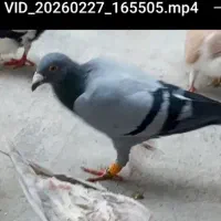 گم شده سبز جوان نر