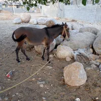 فروش قاطر دوسال