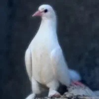 سه عدد کبوتر دم چتری پاپر سالم به شرط تضمینی