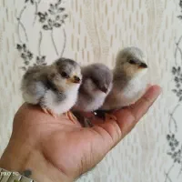 جوجه آراکانا تخم آبی