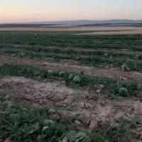 هندوانه گرد سوپر لوکس