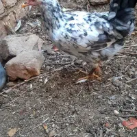 تخم مرغ گلین