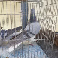 کبوتر دمگیر ابری نر و ماده