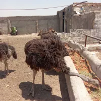 شترمرغ برای قربانی وبرای نگهداری خوبه