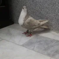 کلاغ کربلایی کرباتی ماده