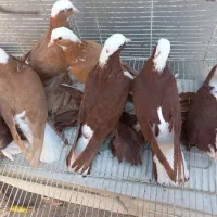 کبوترعرب همه رنگ