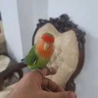 طوطی برزیلی