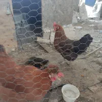 مرغ