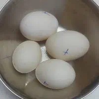 تخم اردک نطفه دار