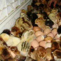 فروش جوجه و تخم مرغ نطفه دار با تیراژ بالا