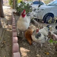 مرغ و خروس برهما