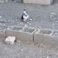 راست سیاه افشون نر شق شق
