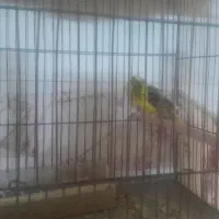 ۲جفت قناری اماده درجه یک