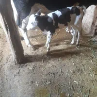 گوساله ماده سیمینتال یک هفته‌ای