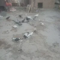 کفتر هوا