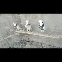 دوجفت طوقی نامور پلاکی ماده