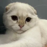 گربه اسکاتیش بلو پوینت پسر اصیل