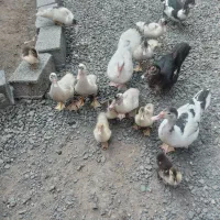 اردک اسرائیلی