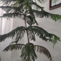 کاج مطبق